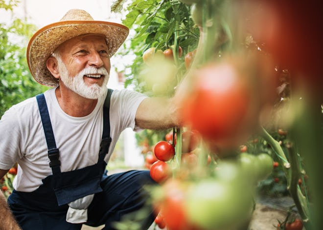 Farmer with tomatos