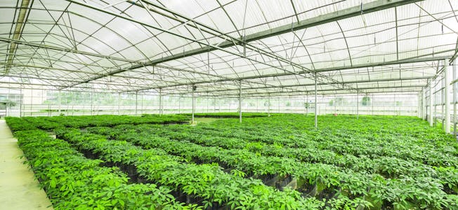WUR horticulture ADM038 WTK White Paper